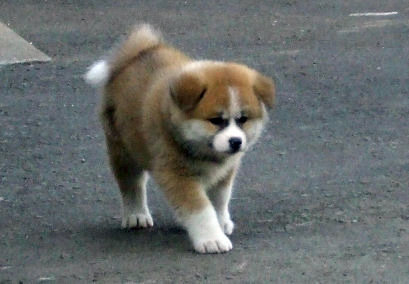 L'administration de la préfecture japonaise d'Akita envisage d'offrir au président russe Vladimir Poutine le chiot femelle Youmé de race Akita inu, âgé de trois mois. Youmé sera envoyée à Moscou vendredi par un vol spécial.<br />
